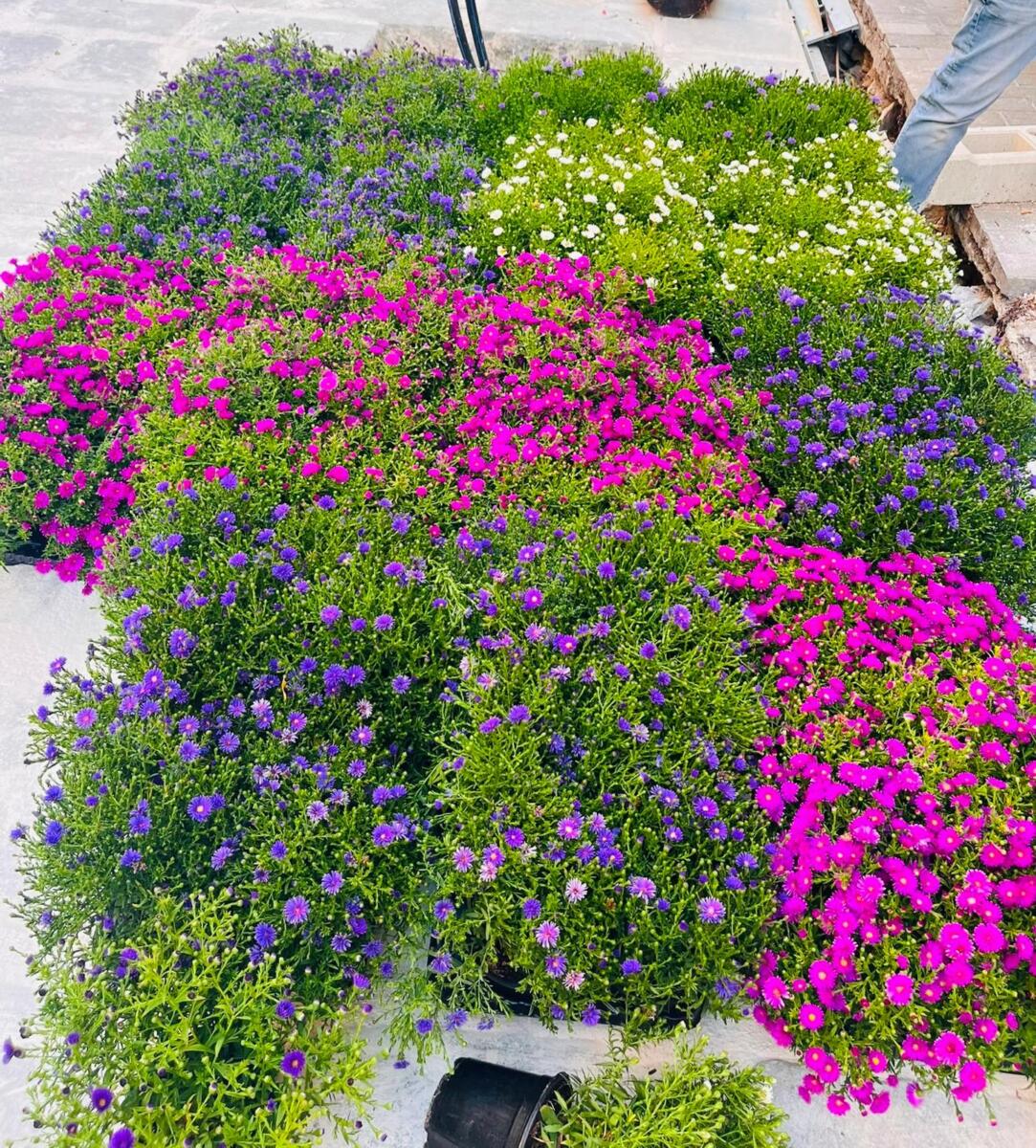 Lavori in via Manzoni a Bari, piantati nuovi alberi: «Prende forma il volto verde della strada» – FOTO e VIDEO