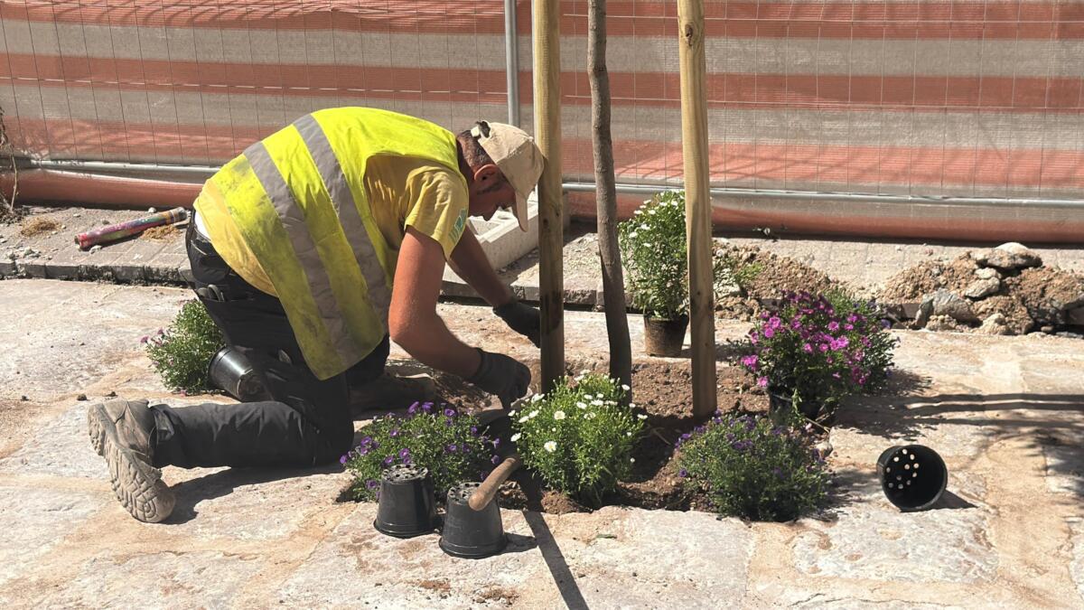 Lavori in via Manzoni a Bari, piantati nuovi alberi: «Prende forma il volto verde della strada» – FOTO e VIDEO
