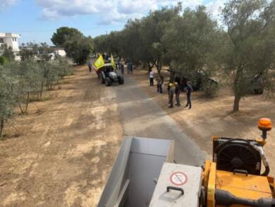 Puglia, via alla campagna olivicola: produzione in calo del 40% ma «qualità eccellente»