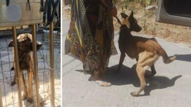 Torre Chianca, lascia casa e abbandona il cane senza cibo: salvato l’animale, denunciata una donna