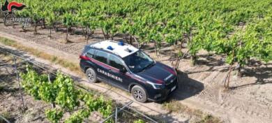 Adelfia, rubano 50 chili di uva pregiata in un vigneto: denunciati due uomini di 27 e 54 anni