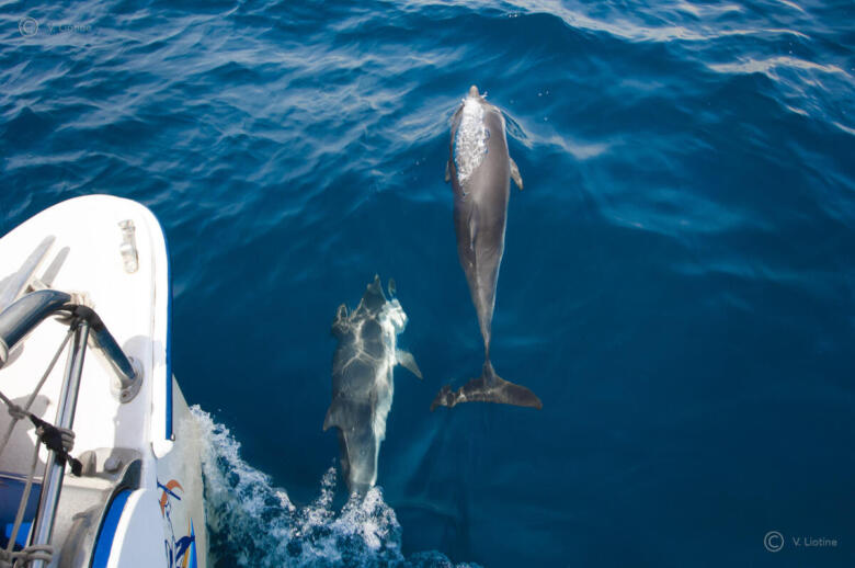 delfini