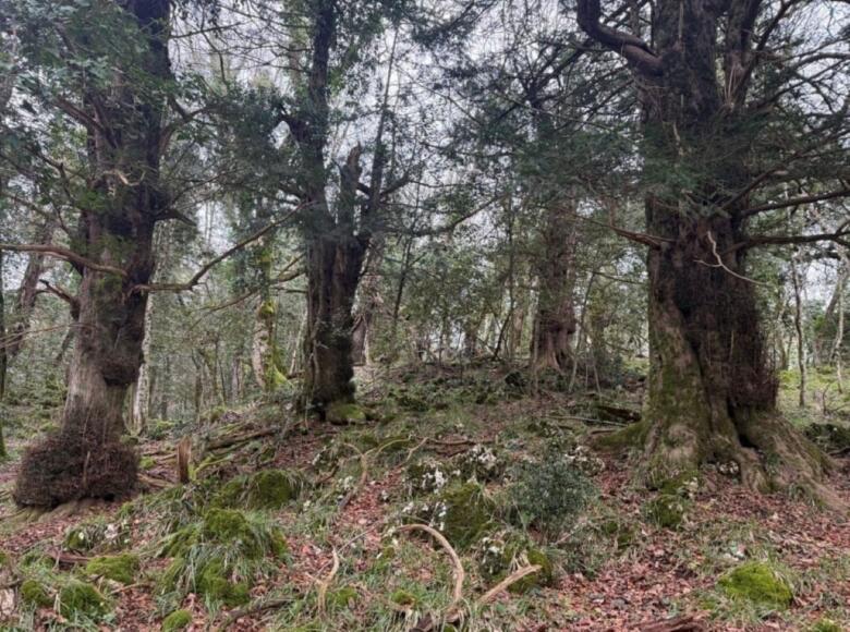 foresta falascone
