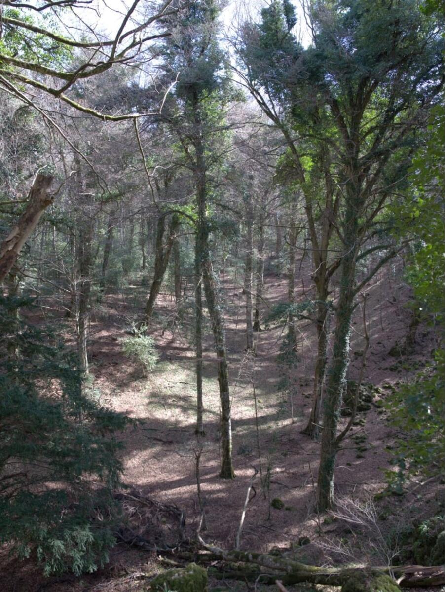 Monte Sant’Angelo, la Giunta regionale riconosce lo status di bosco vetusto alla foresta Falascone – FOTO