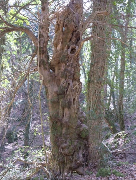 Monte Sant’Angelo, la Giunta regionale riconosce lo status di bosco vetusto alla foresta Falascone – FOTO