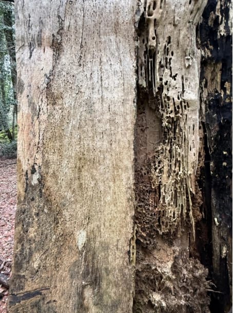 Monte Sant’Angelo, la Giunta regionale riconosce lo status di bosco vetusto alla foresta Falascone – FOTO