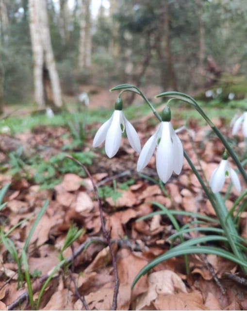 Monte Sant’Angelo, la Giunta regionale riconosce lo status di bosco vetusto alla foresta Falascone – FOTO