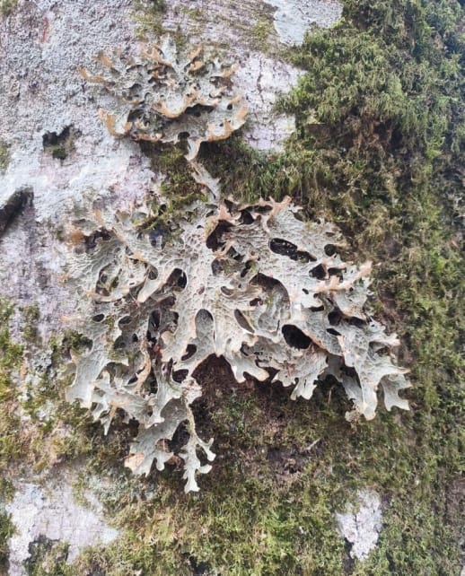 Monte Sant’Angelo, la Giunta regionale riconosce lo status di bosco vetusto alla foresta Falascone – FOTO