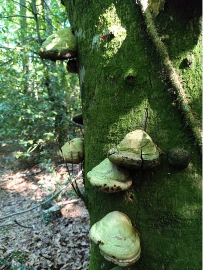 Monte Sant’Angelo, la Giunta regionale riconosce lo status di bosco vetusto alla foresta Falascone – FOTO