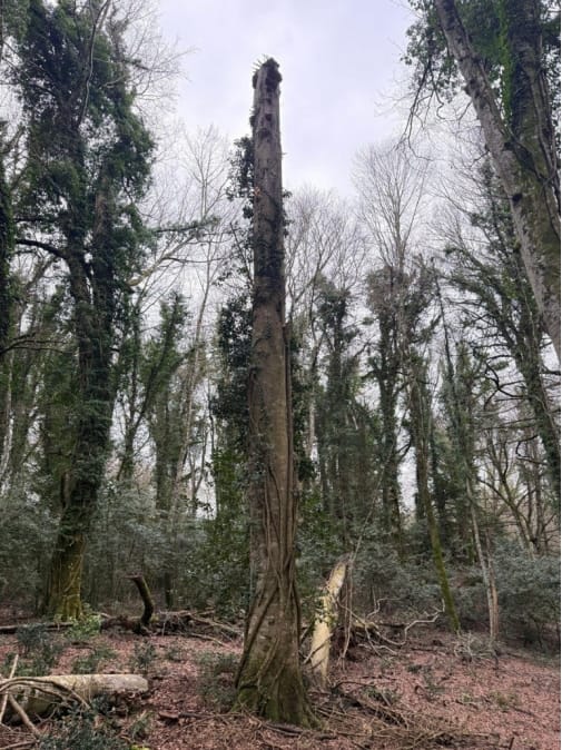 Monte Sant’Angelo, la Giunta regionale riconosce lo status di bosco vetusto alla foresta Falascone – FOTO