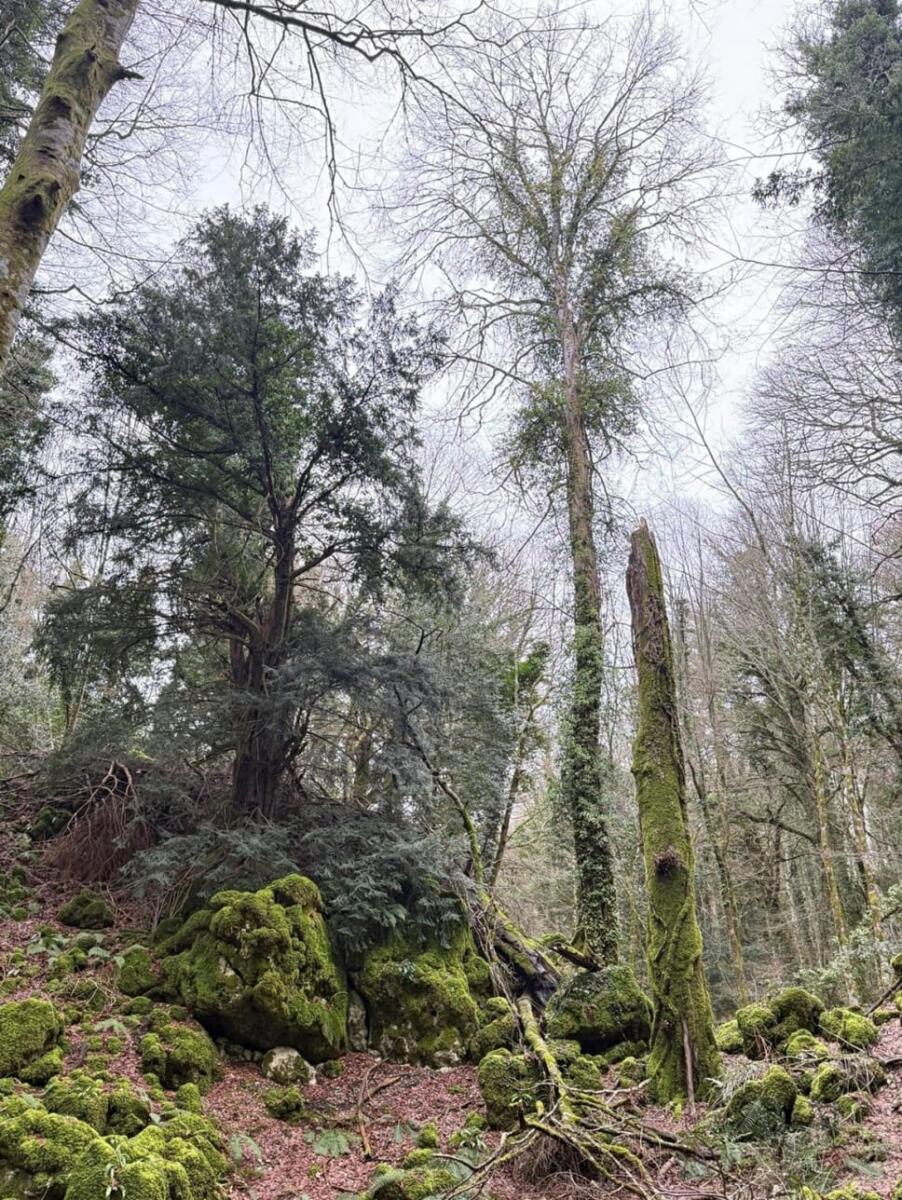 Monte Sant’Angelo, la Giunta regionale riconosce lo status di bosco vetusto alla foresta Falascone – FOTO