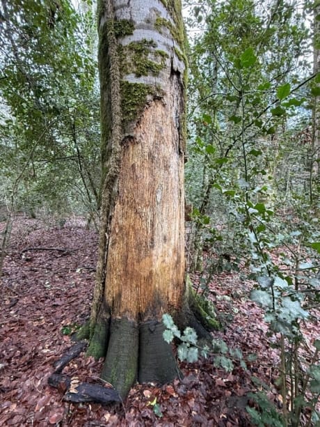 Monte Sant’Angelo, la Giunta regionale riconosce lo status di bosco vetusto alla foresta Falascone – FOTO