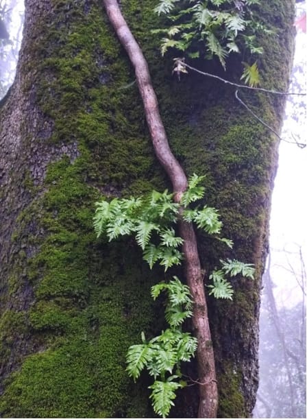 Monte Sant’Angelo, la Giunta regionale riconosce lo status di bosco vetusto alla foresta Falascone – FOTO