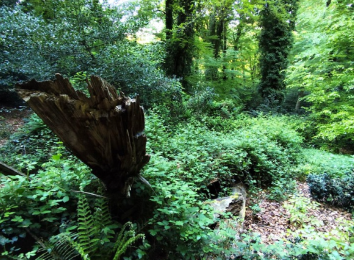 Foresta “Pavari” verso la Rete Nazionale dei Boschi Vetusti: via libera della Regione per il tesoro verde di Monte Sant’Angelo Foresta “Pavari” verso la Rete Nazionale dei Boschi Vetusti: via libera della Regione per il tesoro verde di Monte Sant’Angelo