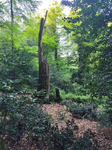Foresta “Pavari” verso la Rete Nazionale dei Boschi Vetusti: via libera della Regione per il tesoro verde di Monte Sant’Angelo Foresta “Pavari” verso la Rete Nazionale dei Boschi Vetusti: via libera della Regione per il tesoro verde di Monte Sant’Angelo