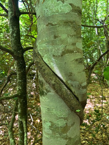 Foresta “Pavari” verso la Rete Nazionale dei Boschi Vetusti: via libera della Regione per il tesoro verde di Monte Sant’Angelo Foresta “Pavari” verso la Rete Nazionale dei Boschi Vetusti: via libera della Regione per il tesoro verde di Monte Sant’Angelo