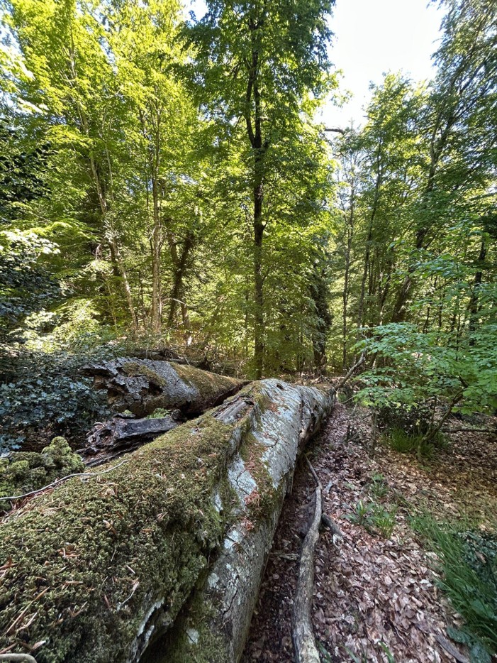 Foresta “Pavari” verso la Rete Nazionale dei Boschi Vetusti: via libera della Regione per il tesoro verde di Monte Sant’Angelo Foresta “Pavari” verso la Rete Nazionale dei Boschi Vetusti: via libera della Regione per il tesoro verde di Monte Sant’Angelo