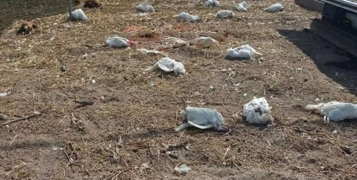 Margherita di Savoia, galline decapitate in casa del nipote di un ex deputato: «Atto inquietante» Margherita di Savoia, galline decapitate in casa del nipote di un ex deputato: «Atto inquietante»