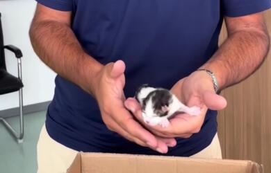 Terlizzi, gattina chiusa in una busta e abbandonata in un cestino: salvata dagli operatori ecologici – VIDEO