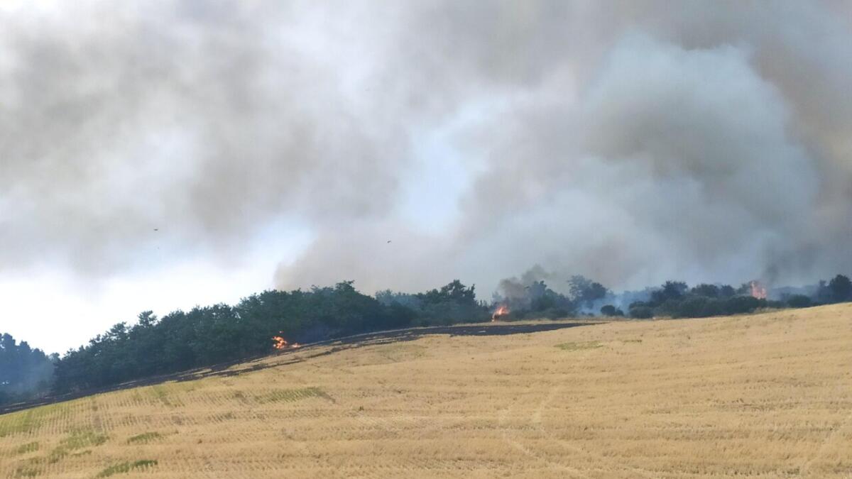 Serracapriola, appicca il fuoco in campagna e a ridosso del centro abitato: ai domiciliari un pensionato Serracapriola, appicca il fuoco in campagna e a ridosso del centro abitato: ai domiciliari un pensionato