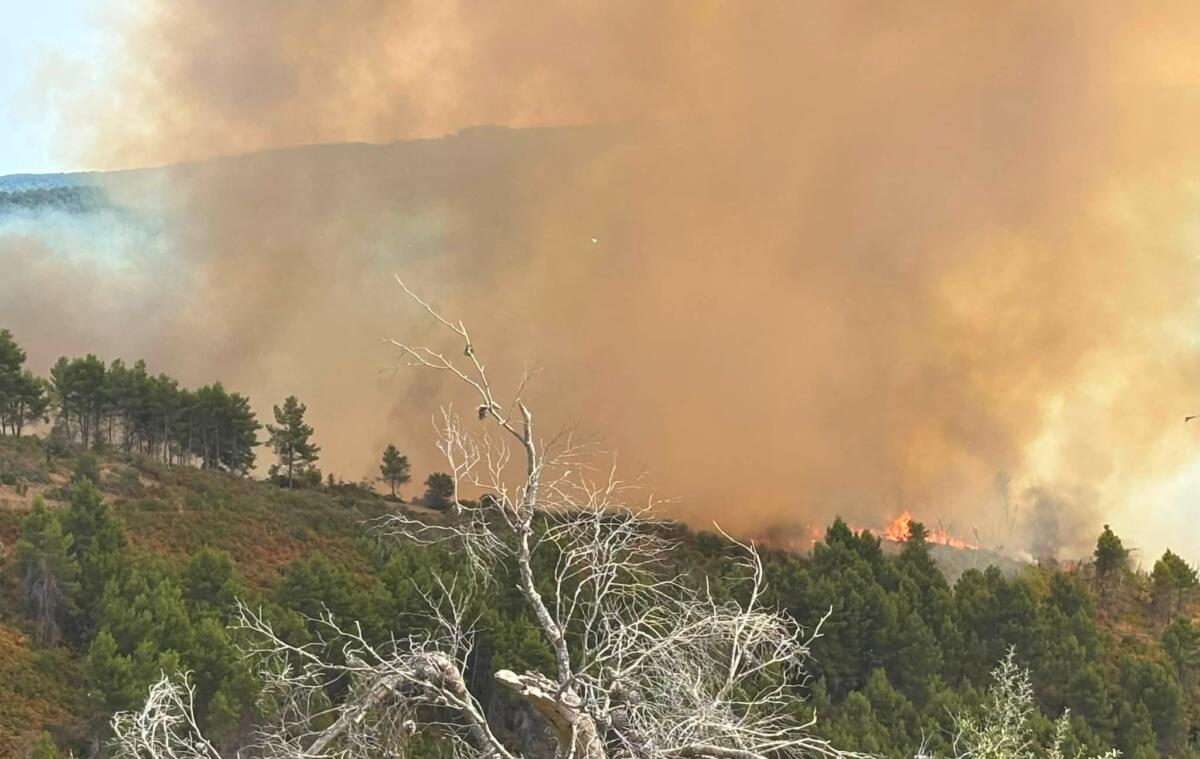 Vico del Gargano, vasto incendio in zona Maddalena: elicotteri in azione Vico del Gargano, vasto incendio in zona Maddalena: elicotteri in azione