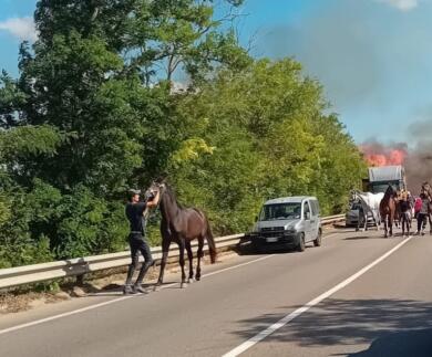 Maxi-tamponamento sulla Racale-Ugento: coinvolti tre camion con a bordo sette cavalli e un furgone