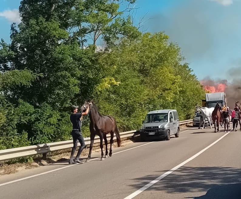 Maxi-tamponamento sulla Racale-Ugento: coinvolti tre camion con a bordo sette cavalli e un furgone Maxi-tamponamento sulla Racale-Ugento: coinvolti tre camion con a bordo sette cavalli e un furgone
