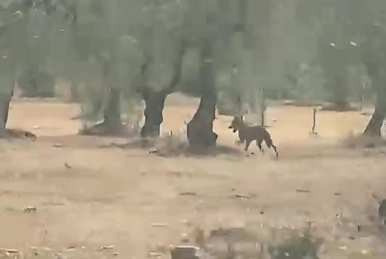 lupo