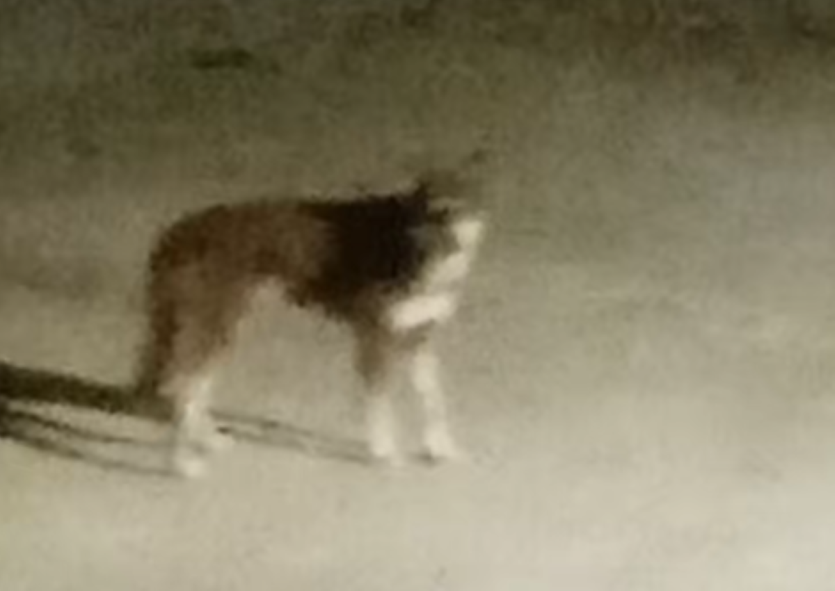 Allarme lupi nel Barese: nuovo avvistamento notturno nel quartiere Stanic – VIDEO
