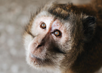 ZooSafari di Fasano, il macaco Peppino torna a vedere: delicato intervento di cataratta riuscito
