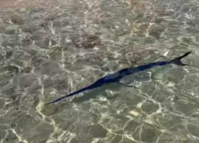 Campomarino, piccolo pesce spada a riva tra i bagnanti: «Saluta la fine dell’estate» – VIDEO