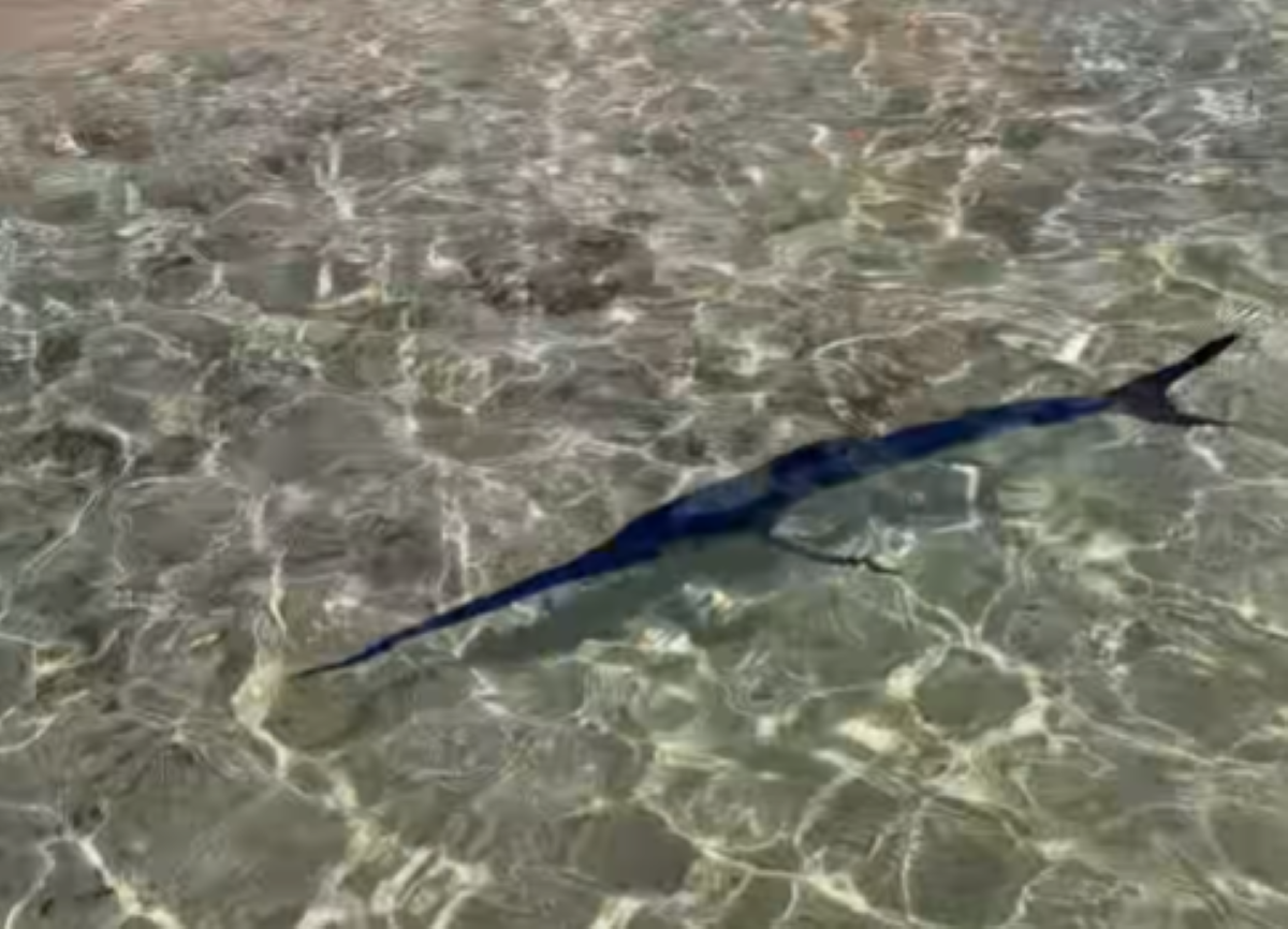 Campomarino, piccolo pesce spada a riva tra i bagnanti: «Saluta la fine dell’estate» – VIDEO
