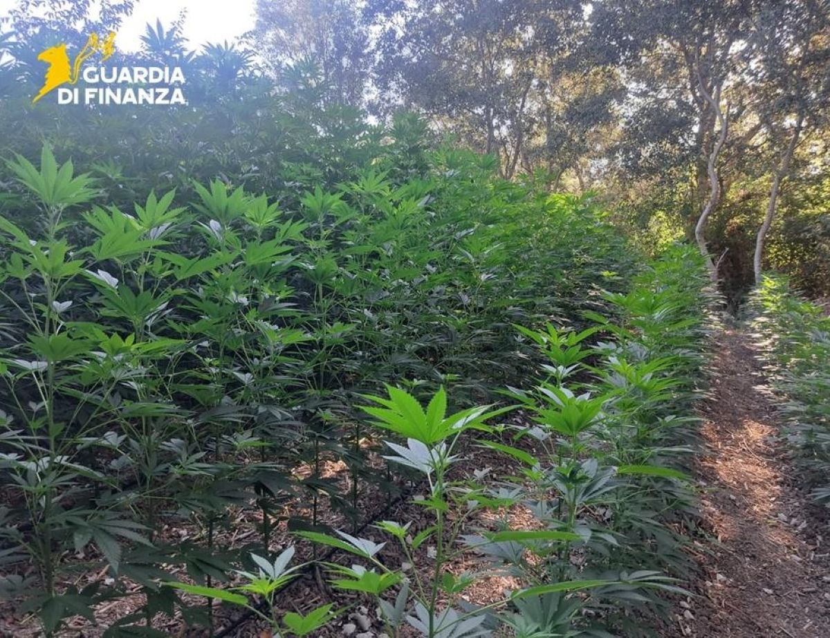 Cannabis coltivata lungo il Fortore, dalla droga ricavata si potevano guadagnare 3 milioni di euro – FOTO