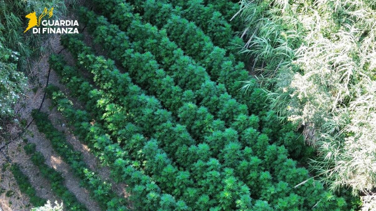 Cannabis coltivata lungo il Fortore, dalla droga ricavata si potevano guadagnare 3 milioni di euro – FOTO