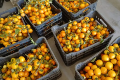 Dalla Puglia in Libano: a Tiro si coltiva il pomodoro salentino come segno di riscatto contro la guerra