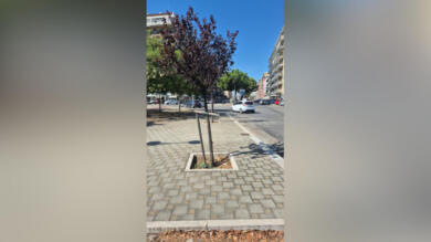 Bari, alberi abbattuti per il Brt in Largo 2 Giugno? Scaramuzzi: «No, saranno espiantati e ripiantati»