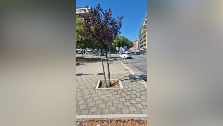 prunus largo 2 giugno bari