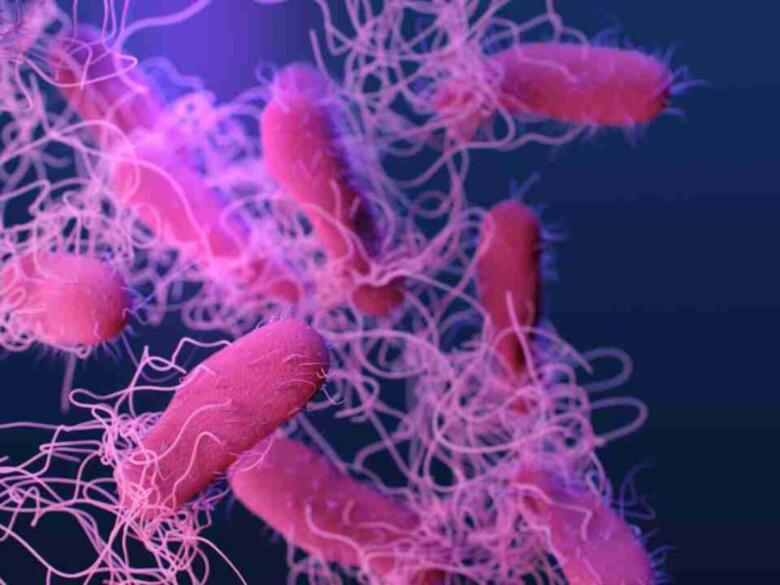 salmonella