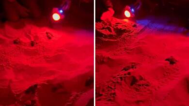 Rosa Marina, emozioni notturne in spiaggia: il “viaggio” delle tartarughine verso il mare – VIDEO