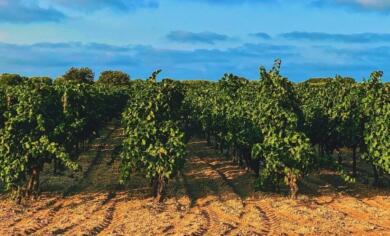 Puglia, la Regione lancia la strategia per riequilibrare il comparto vitivinicolo: le linee guida