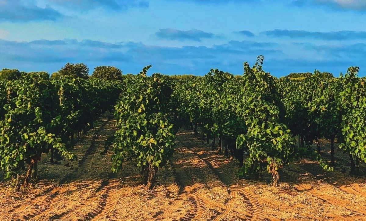 Puglia, la Regione lancia la strategia per riequilibrare il comparto vitivinicolo: le linee guida Puglia, la Regione lancia la strategia per riequilibrare il comparto vitivinicolo: le linee guida