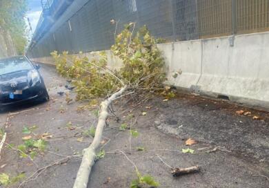 Maltempo in Puglia, scatta l’allerta gialla per temporali e vento. A Bari crolla un albero in corso Italia – VIDEO