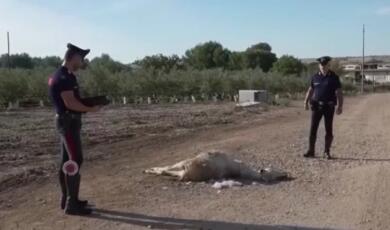 Andria, carcassa di un asino mutilato e legato tra i vigneti: intervengono i carabinieri