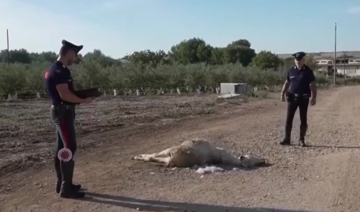 Andria, carcassa di un asino mutilato e legato tra i vigneti: intervengono i carabinieri Andria, carcassa di un asino mutilato e legato tra i vigneti: intervengono i carabinieri