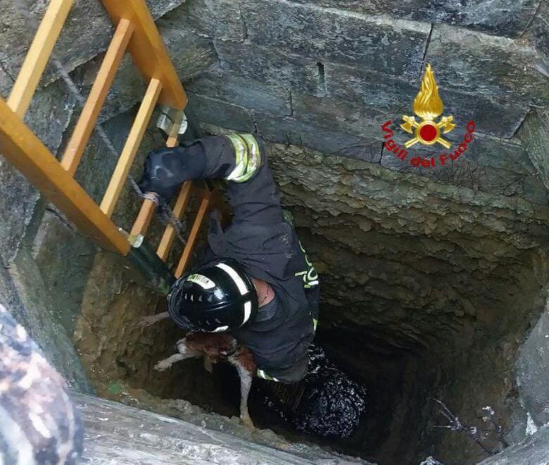 cane salvato latiano