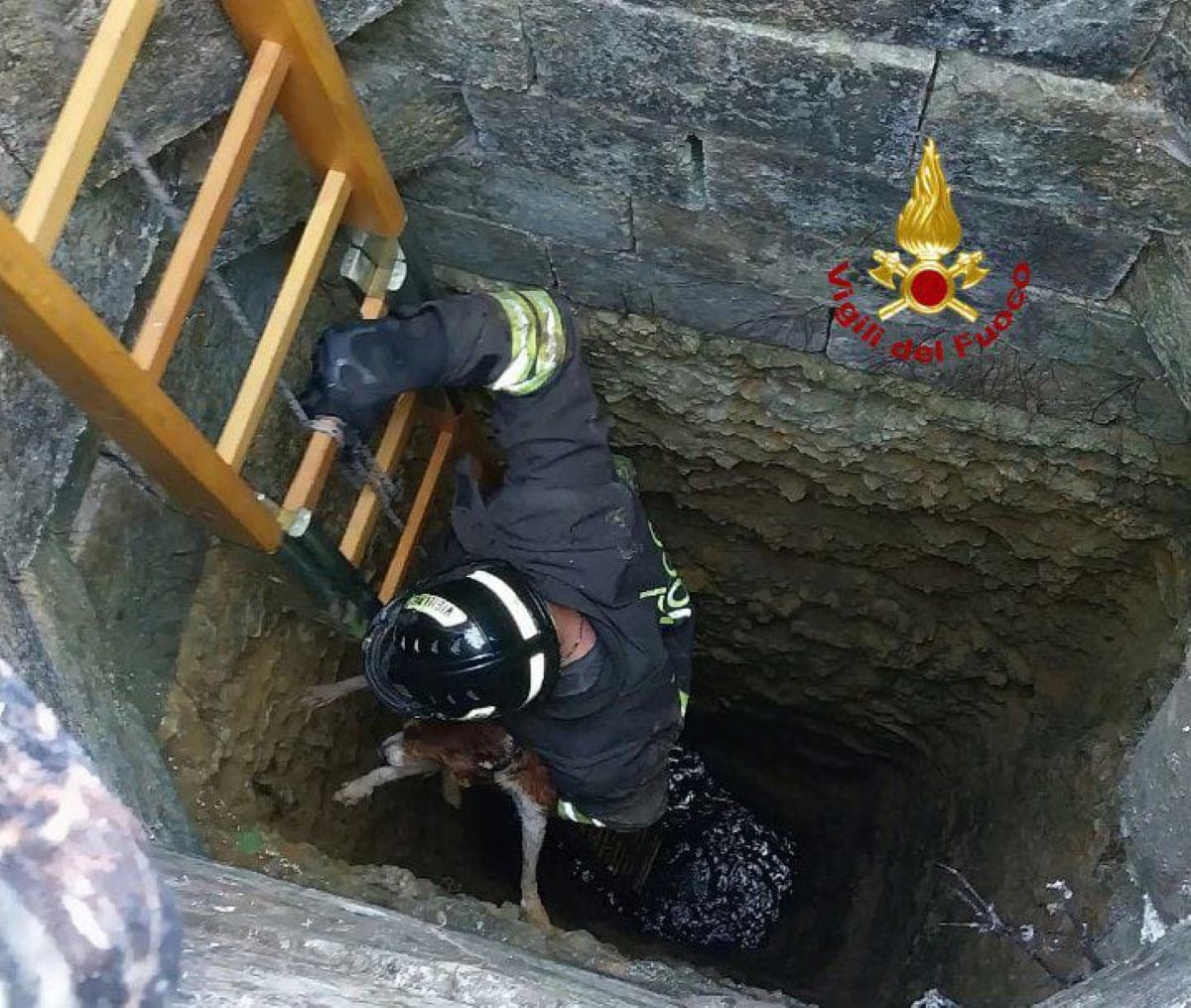 Latiano, cane da caccia precipita in un pozzo profondo dieci metri: salvato dai vigili del fuoco Latiano, cane da caccia precipita in un pozzo profondo dieci metri: salvato dai vigili del fuoco