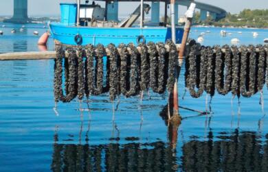 Cozze “straniere” nel Mar Piccolo di Taranto, l’appello delle associazioni: «No alla deroga»