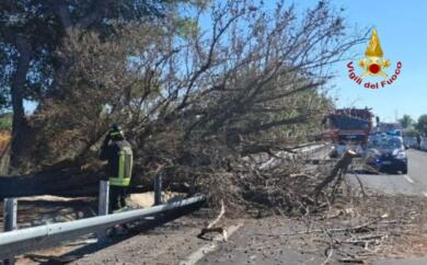 Paura nel Brindisino, un albero si abbatte sulla statale 613: colpito un furgone in transito, ferito il conducente