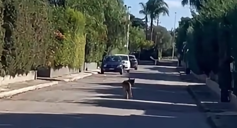 lupo noicattaro