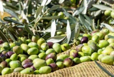 L’Ue premia un’altra eccellenza pugliese, l’Oliva Alta Daunia ottiene il riconoscimento Dop
